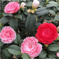 江西茶花苗