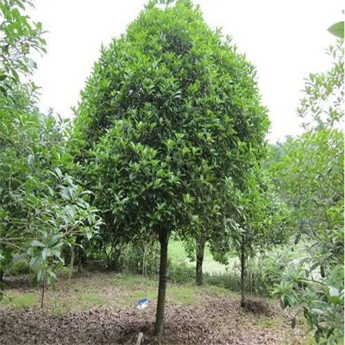 江西桂花树
