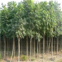 南昌苗木基地