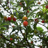 上饶树苗价格