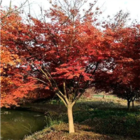 赣州树苗基地