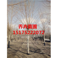 河北老法桐15175222072 