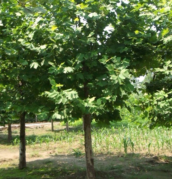 法桐基地￥河北法桐&法桐树特价销售中 
