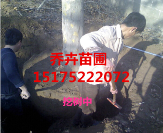 老法桐挖树中丨河北法桐基地丨15175222072 