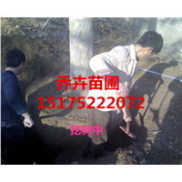 老法桐挖树中丨河北法桐基地丨15175222072 