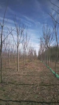 保定千头椿树苗批发┊保定千头椿树苗价格
