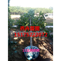 法桐待装车丨河北速生法桐丨15175222072 