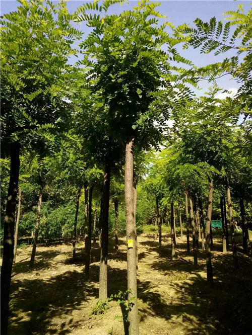 保定优质刺槐价格┊保定刺槐树批发