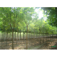 保定定植国槐价格┊河北定植国槐种植基地