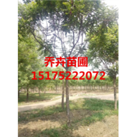 精品北栾丨河北栾树丨15175222072 