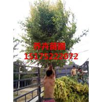 高接金叶榆装车 