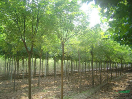保定定植国槐价格┊河北定植国槐种植基地