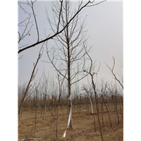 河北法桐苗子✘河北法桐树小苗15175222072 