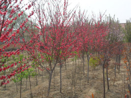 保定榆叶梅基地┊保定种植榆叶梅的基地