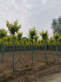 河北复叶槭价格┊河北复叶槭种植场