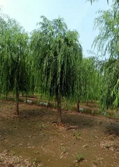 保定垂柳批发
