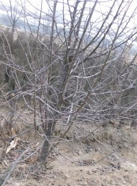 保定八棱海棠基地┊河北八棱海棠批发