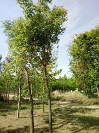 保定五角枫基地┊保定优质五角枫苗批发