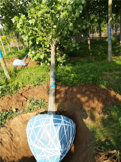 河北法桐树种植基地┊河北法桐树批发价格