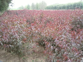 保定红叶碧桃种植场┊河北红叶碧桃批发