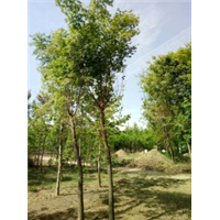 保定五角枫基地┊保定优质五角枫苗批发
