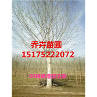 精品造型法桐丨**桐基地丨15175222072 