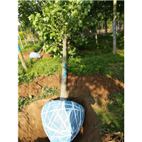河北法桐树种植基地┊河北法桐树批发价格