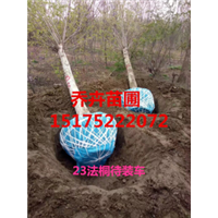 河北法桐基地丨法桐苗子丨15175222072 