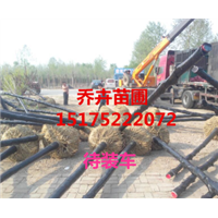装车发货丨法桐之乡丨15175222072 