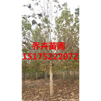 苗圃法桐丨法桐价格丨15175222072 