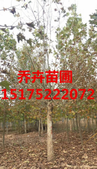 苗圃法桐丨法桐价格丨15175222072 