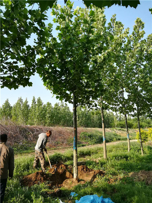 保定法桐树基地┊保定优质法桐树报价