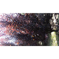 保定紫叶李基地┊保定紫叶李苗批发