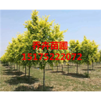 高杆金叶榆丨金叶榆苗子丨15175222072 