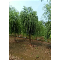 保定垂柳批发