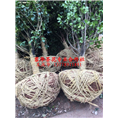 四川茶花小苗价格