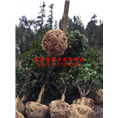 茶花小苗批发