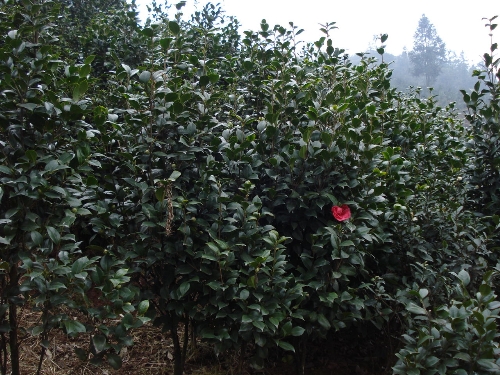 茶花园艺场-红茶花5 