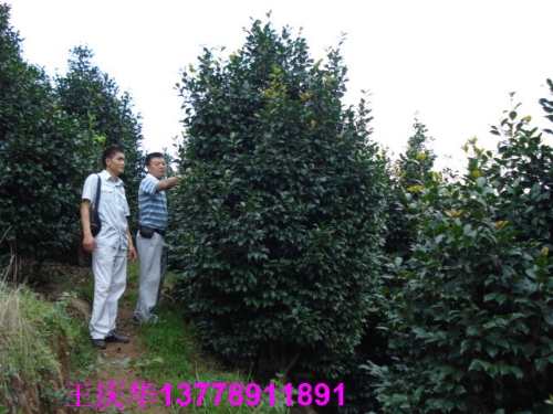 四川大茶花-红.粉茶花5 