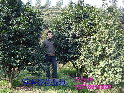 茶花基地-茶花3 