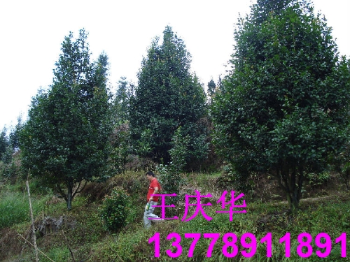 茶花生产基地-大茶花6 