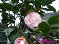 四川大茶花-红.粉茶花1 