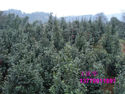 四川大茶花-红茶花 3 