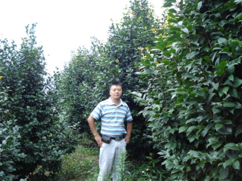 茶花种植基地-红.粉茶花4 