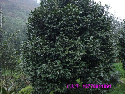 四川大茶花-红茶花 4 