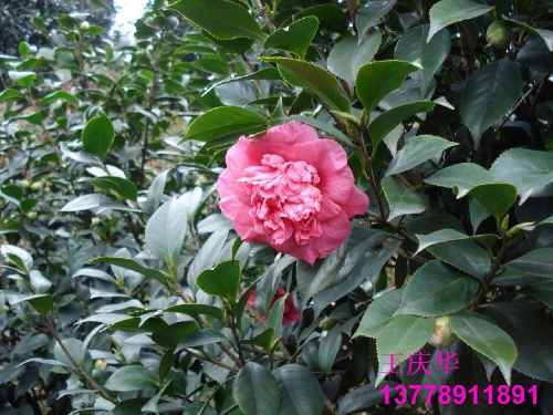茶花种植基地-红.粉茶花1 