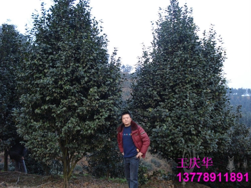 茶花种植基地-大茶花 