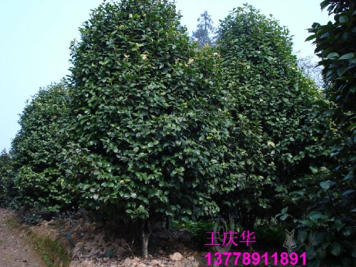 四川大茶花-红茶花 1 
