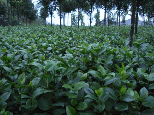 茶花苗圃-红茶花1 