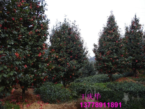 茶花种植基地-红.粉茶花2 